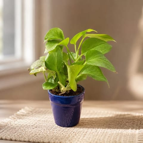 Gift Ready - Money Plant Desi in 4 Inch Classy Glass Ceramic Pot (any colour)