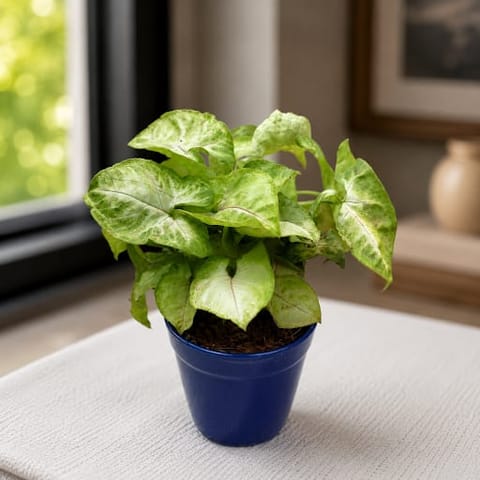 Gift Ready - Syngonium Large Leaf in 4 Inch Classy Glass Ceramic Pot (any colour)