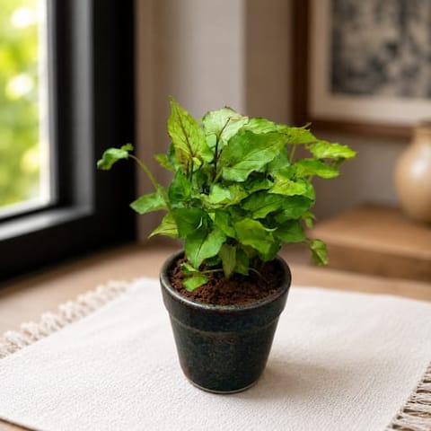 Gift Ready - Syngonium Small Leaf in 4 Inch Classy Glass Ceramic Pot (any colour)