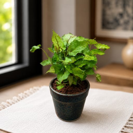 Syngonium Small Leaf in 4 Inch Classy Glass Ceramic Pot (any colour)