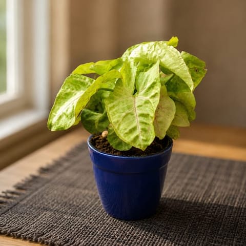 Syngonium Arrowhead in 4 Inch Classy Glass Ceramic Pot (any colour)