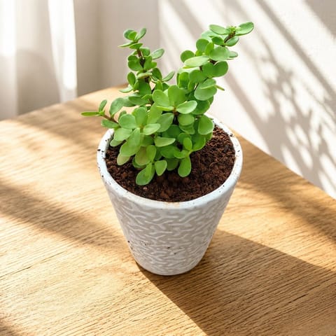 Jade in 4 Inch Glass Ceramic Pot (any design & Colour)