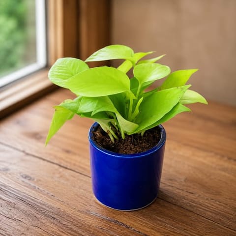 Gift Ready - Money Plant Golden in 4 Inch Classy Blue Cup Ceramic Pot