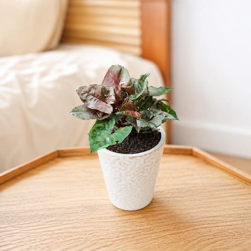 Syngonium Black Small Leaf in 5 Inch Glass Ceramic Pot (any colour)