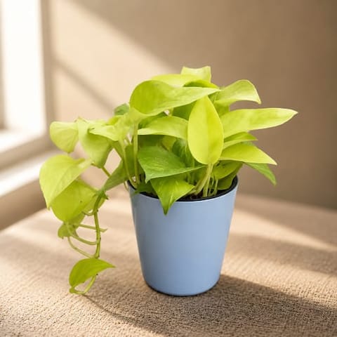 Gift Ready - Money Plant Golden in 5 Inch Elegant Plastic Pot (colour may vary)