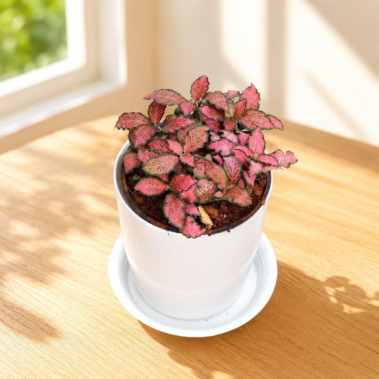 Gift Ready - Fittonia Red in 5 Inch White Premium Sphere Plastic Pot with Tray