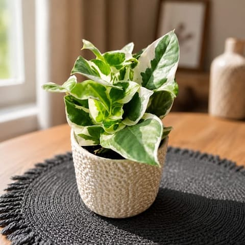 Gift Ready - Money Plant N'joy in 4 Inch White Designer Ceramic Pot (any colour & design)