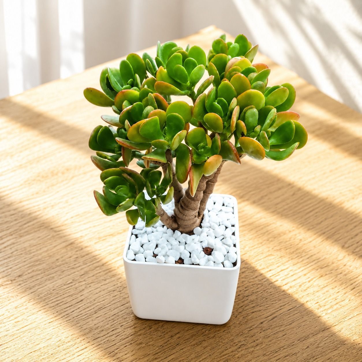 Gift Ready - Crassula Bonsai in 4 Inch Premium Plastic Pot with Decorative Pebbles
