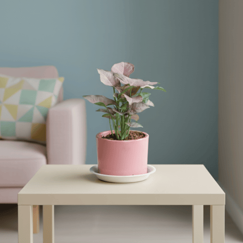 Gift Ready - Syngonium Pink in 4 Inch Classy Cylindrical Ceramic Pot with Tray (any colour)