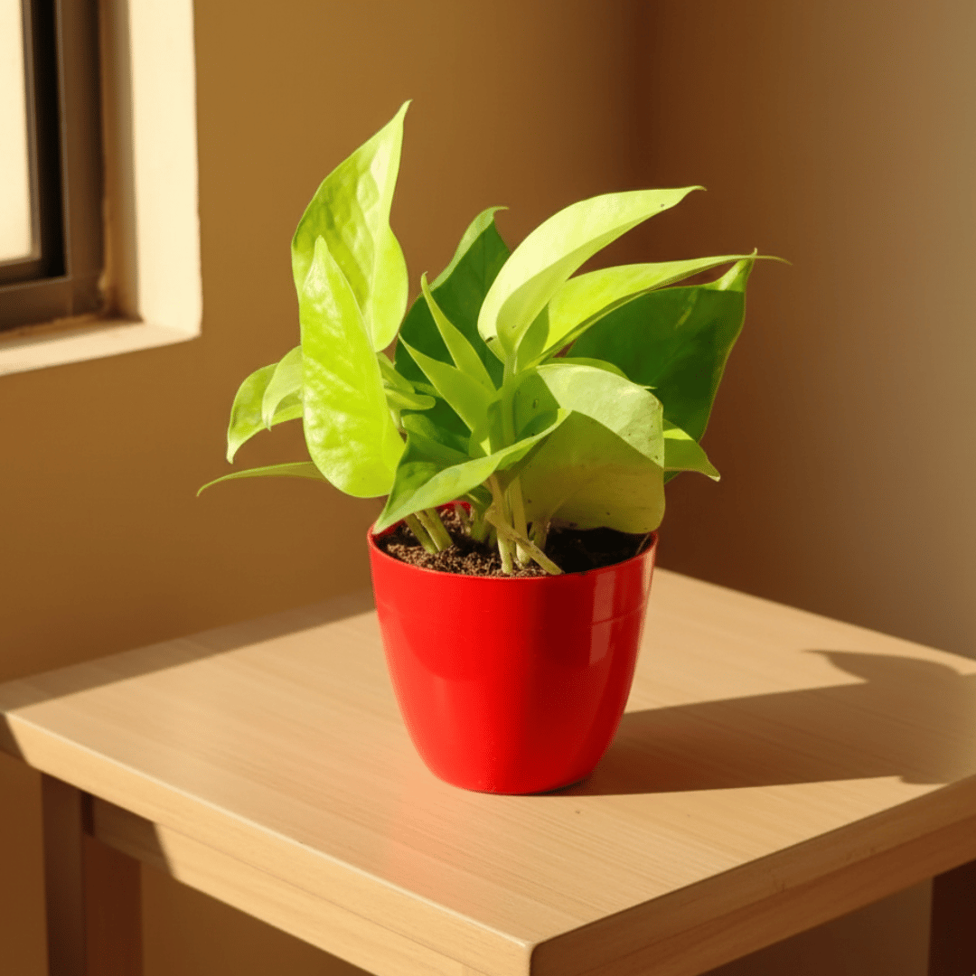 Money Plant Golden in 4 Inch Premium Orchid Round Plastic Pot