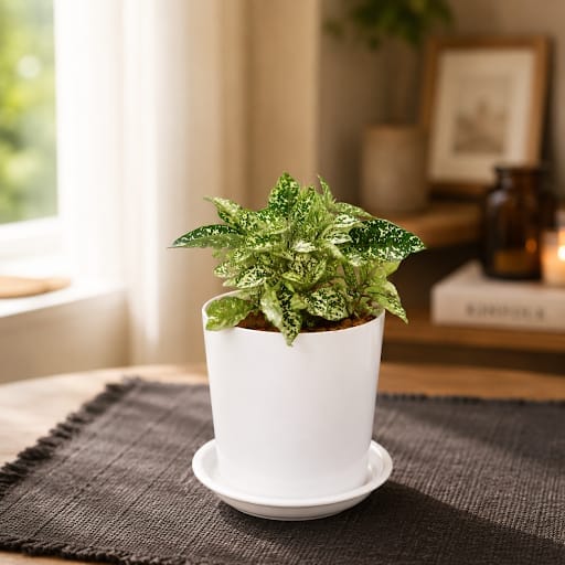 Hyposthese / Polka Dot Green in 5 Inch White Premium Sphere Plastic Pot with Tray