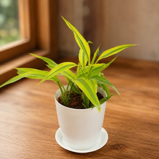 Gift Ready - Soil Bamboo in 5 Inch White Premium Sphere Plastic Pot with Tray