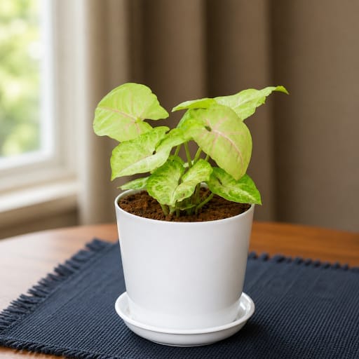 Syngonium White in 5 Inch White Premium Sphere Plastic Pot with Tray