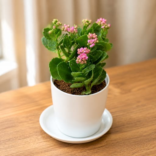 Kalanchoe Pink Succulent in 5 Inch White Premium Sphere Plastic Pot with Tray