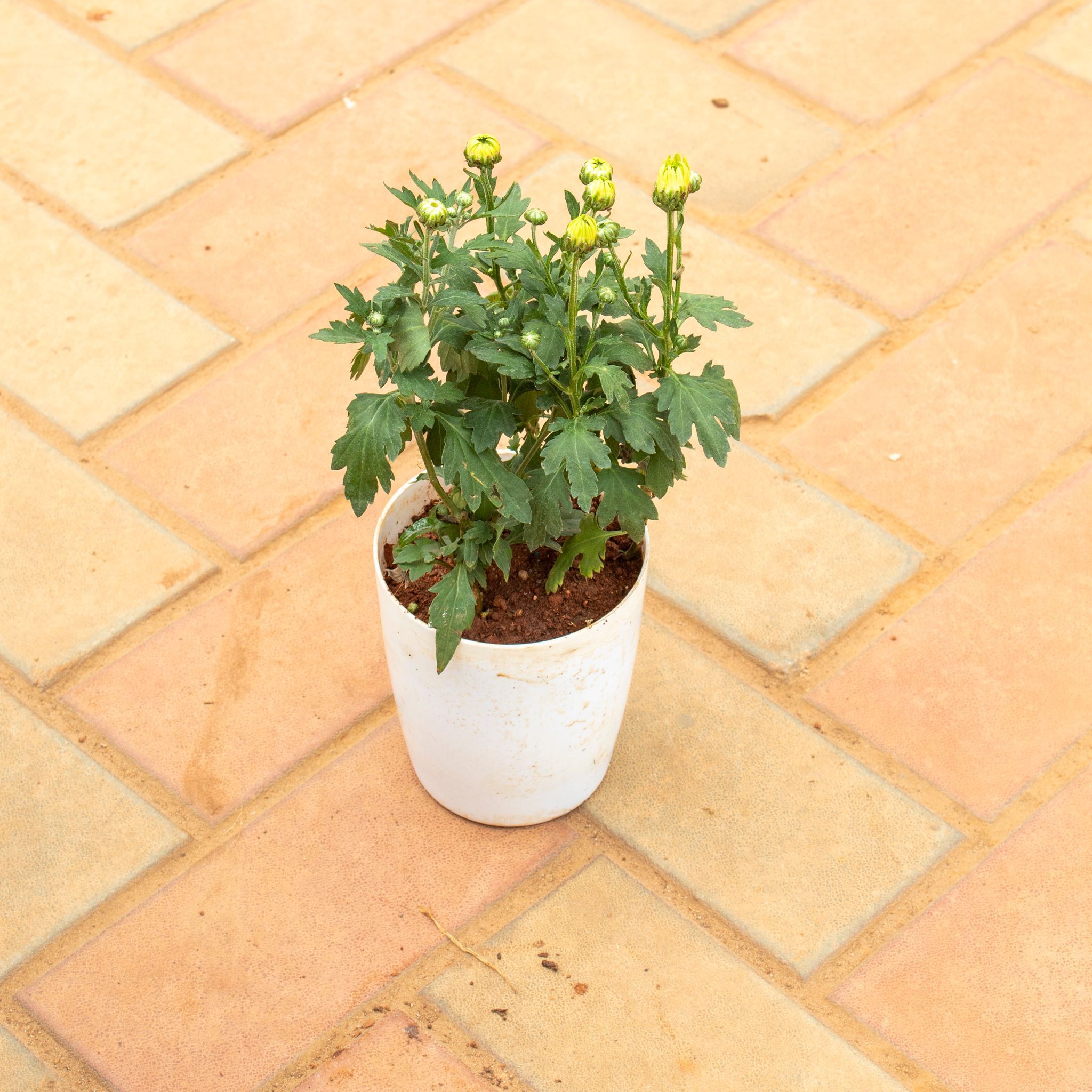 Chrysanthemum / Guldaudi (any colour) in 5 Inch White Premium Sphere Plastic Pot