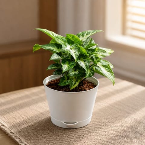 Gift Ready - Syngonium Small Leaf in 5 Inch White Premium Sphere Plastic Pot with Tray