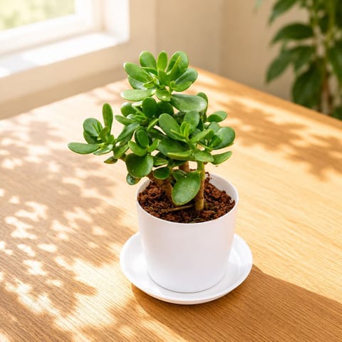 Crasulla in 5 Inch White Premium Sphere Plastic Pot with Tray