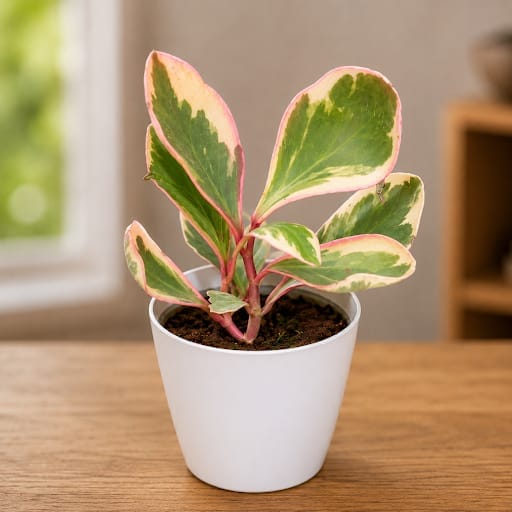 Peperomia Pink White in 5 Inch White Premium Plastic Pot