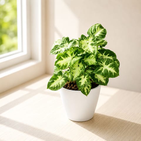 Gift Ready - Syngonium Green White in 5 Inch White Premium Plastic Pot