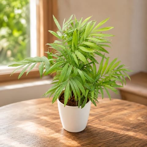 Gift Ready - Chameadorea Palm in 5 Inch White Premium Plastic Pot