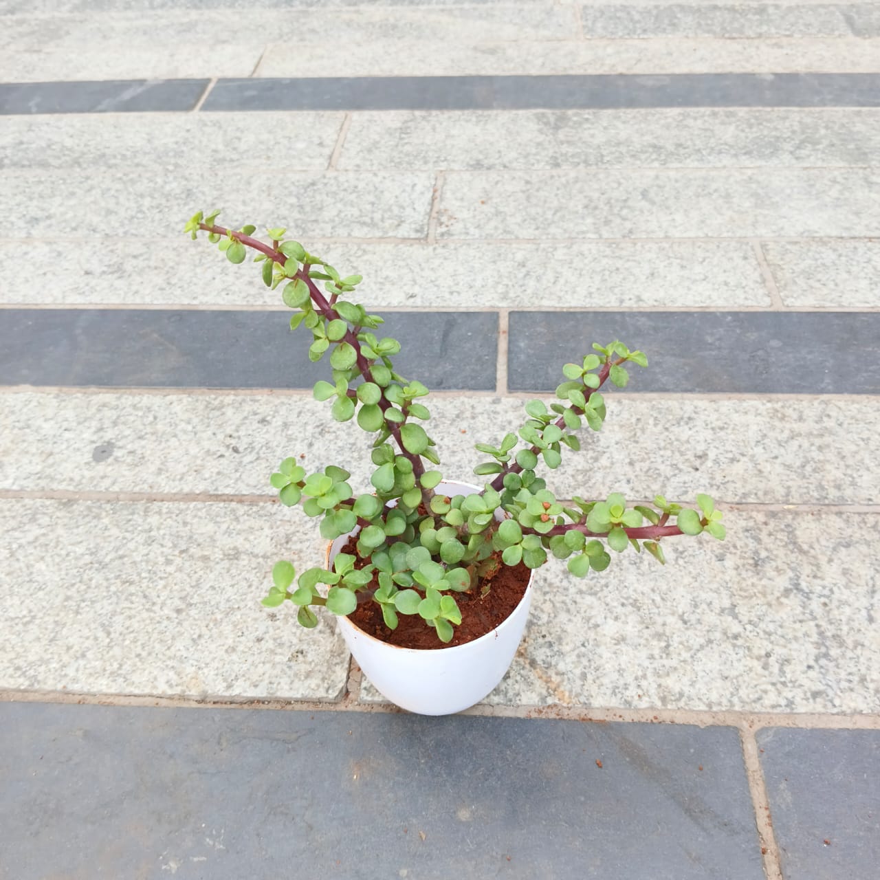 Jade in 5 Inch White Premium Plastic Pot