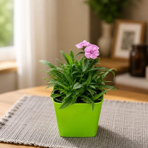 Gift Ready - Dianthus Light Pink in 4 Inch Premium Square Plastic Pot (any colour)