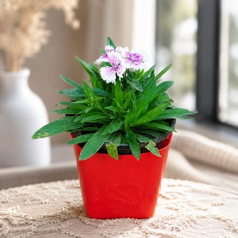 Gift Ready - Dianthus White in 4 Inch Premium Square Plastic Pot (any colour)