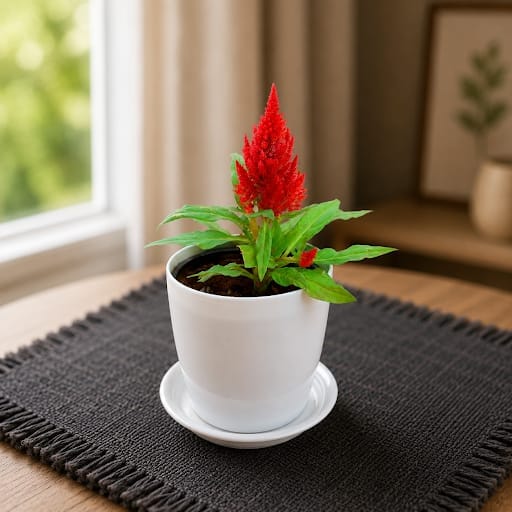 Gift Ready - Cockscomb Red in 5 Inch White Premium Sphere Plastic Pot with Tray