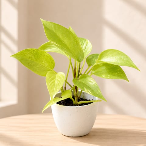 Money Plant Golden in 4 Inch White Premium Orchid Round Plastic Pot