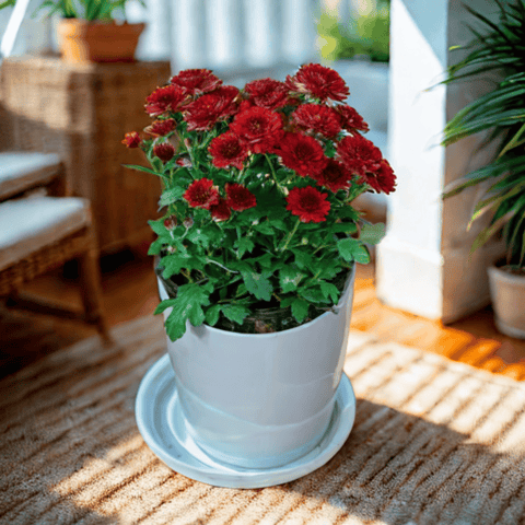Gift Ready - Chrysanthemum / Guldawari / Guldaudi Maroon in 5 Inch White Premium Sphere Plastic Pot with Tray