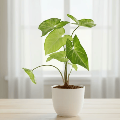 Syngonium Green in 4 Inch White Premium Orchid Round Plastic Pot