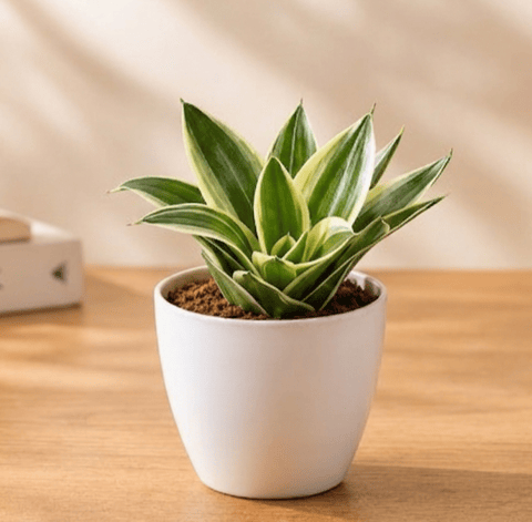 Snake Golden in 4 Inch White Premium Orchid Round Plastic Pot