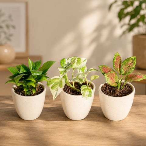 Indoor Table Top Plants - Set of 3 - Peace Lily, Money Plant N'Joy & Aglaonema Pink Dalmatian in 4 Inch Classy White Cup Ceramic Pot