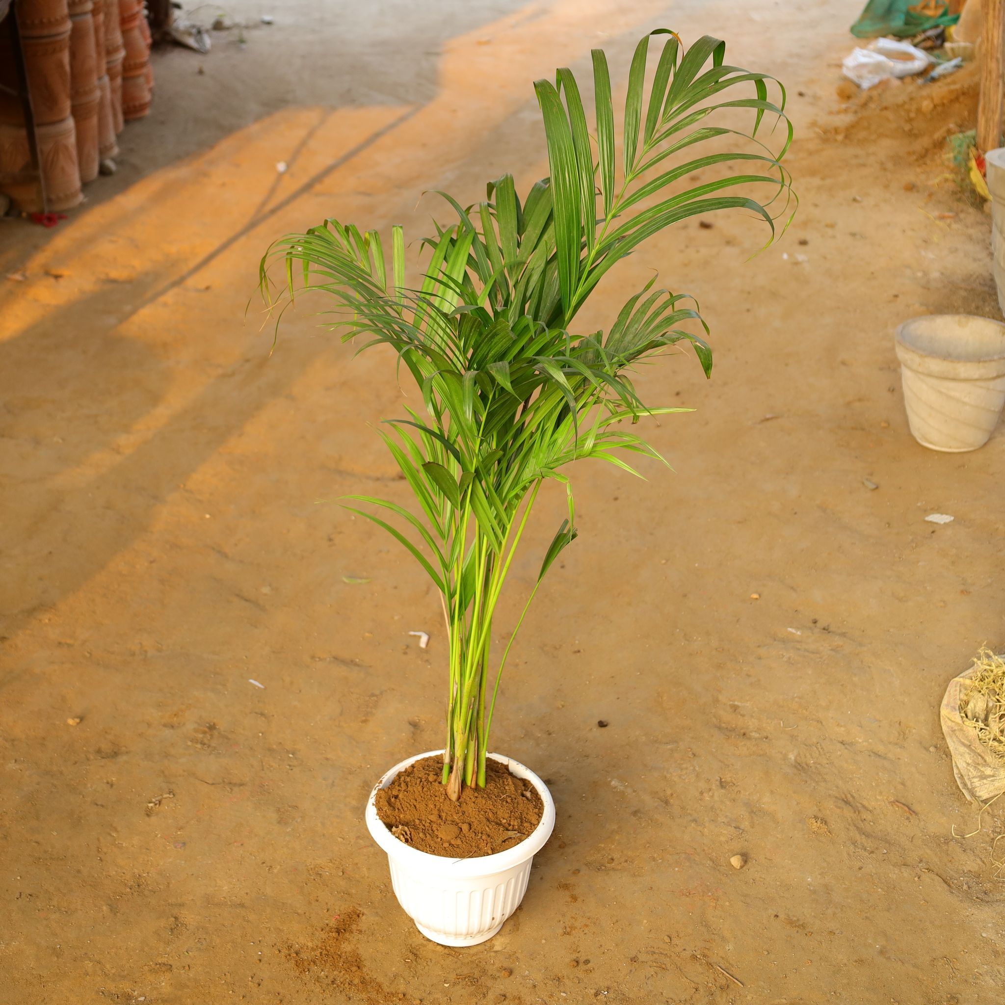 Areca Palm (~ 1.5 Ft) in 10 Inch White Olive Plastic Pot
