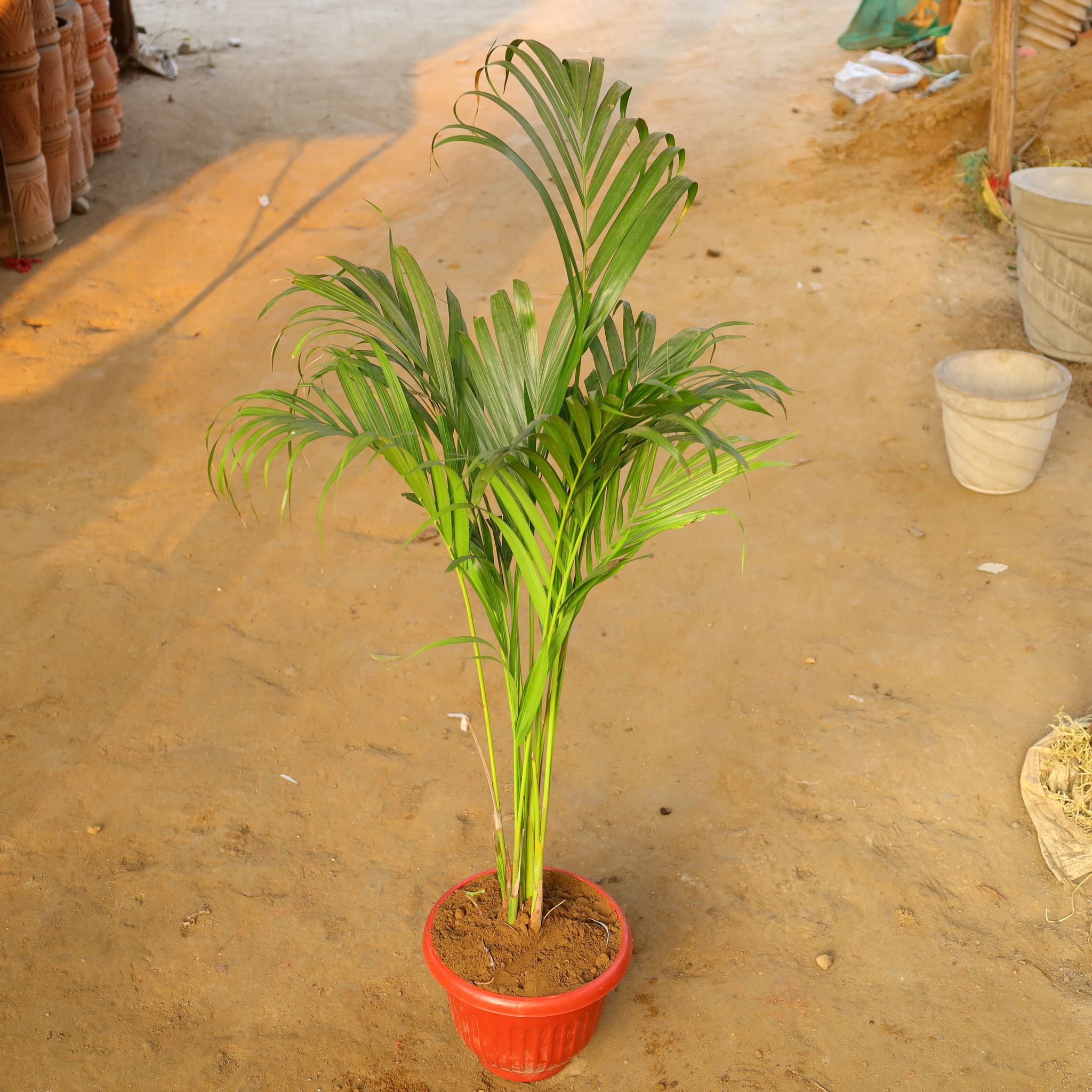 Areca Palm (~ 1.5 Ft) in 10 Inch Terracotta Red Olive Plastic Pot