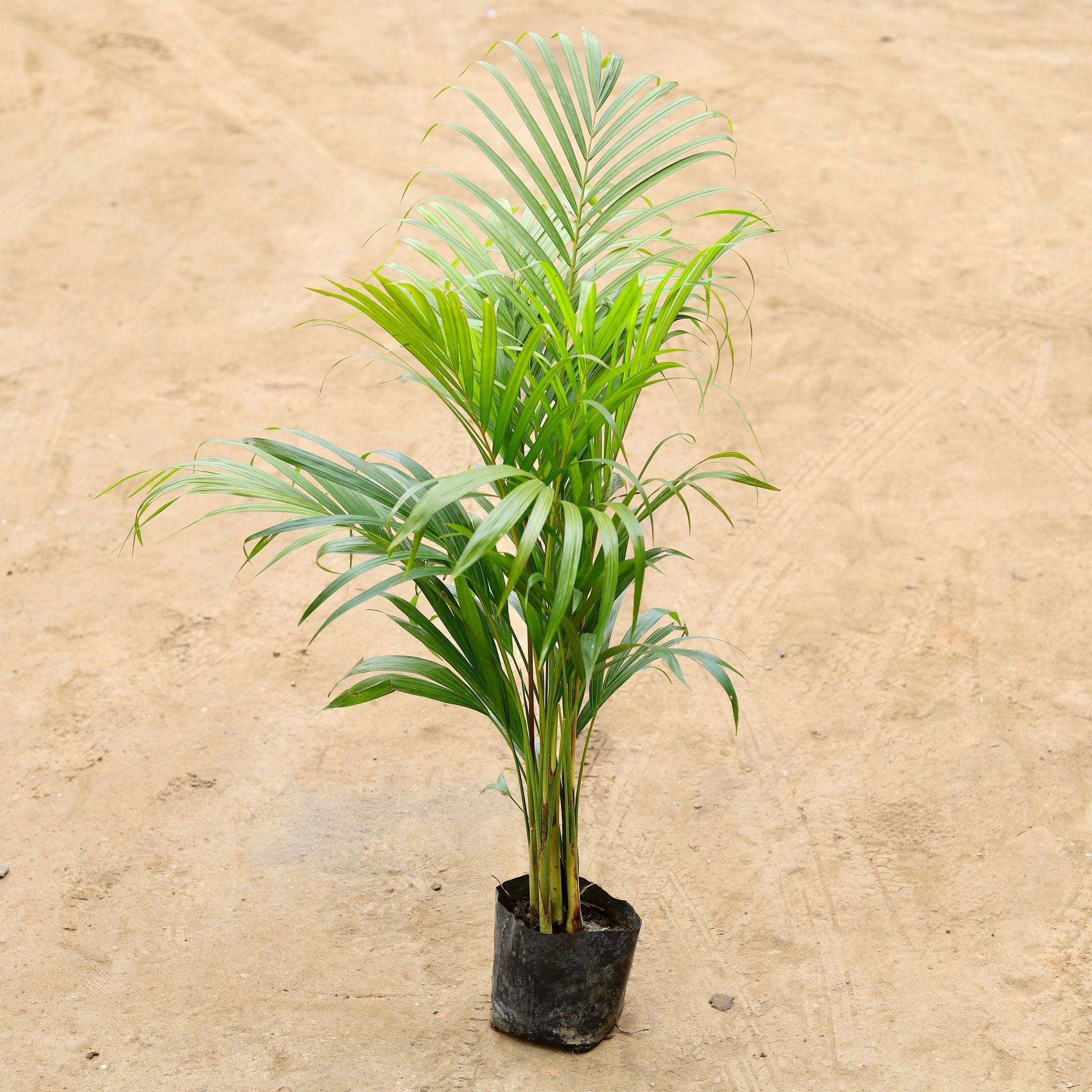Areca Palm (~ 3 ft) in 6 Inch Nursery Bag