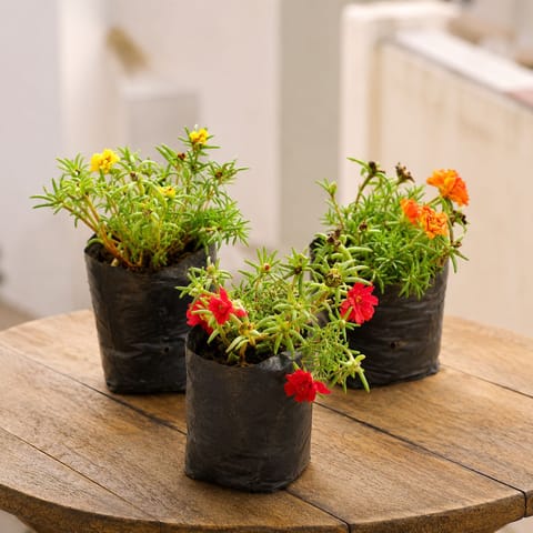 Flowering Set of 3 - Portulaca Moss rose (Orange, Yellow & Red) in 4 Inch Nursery Bag