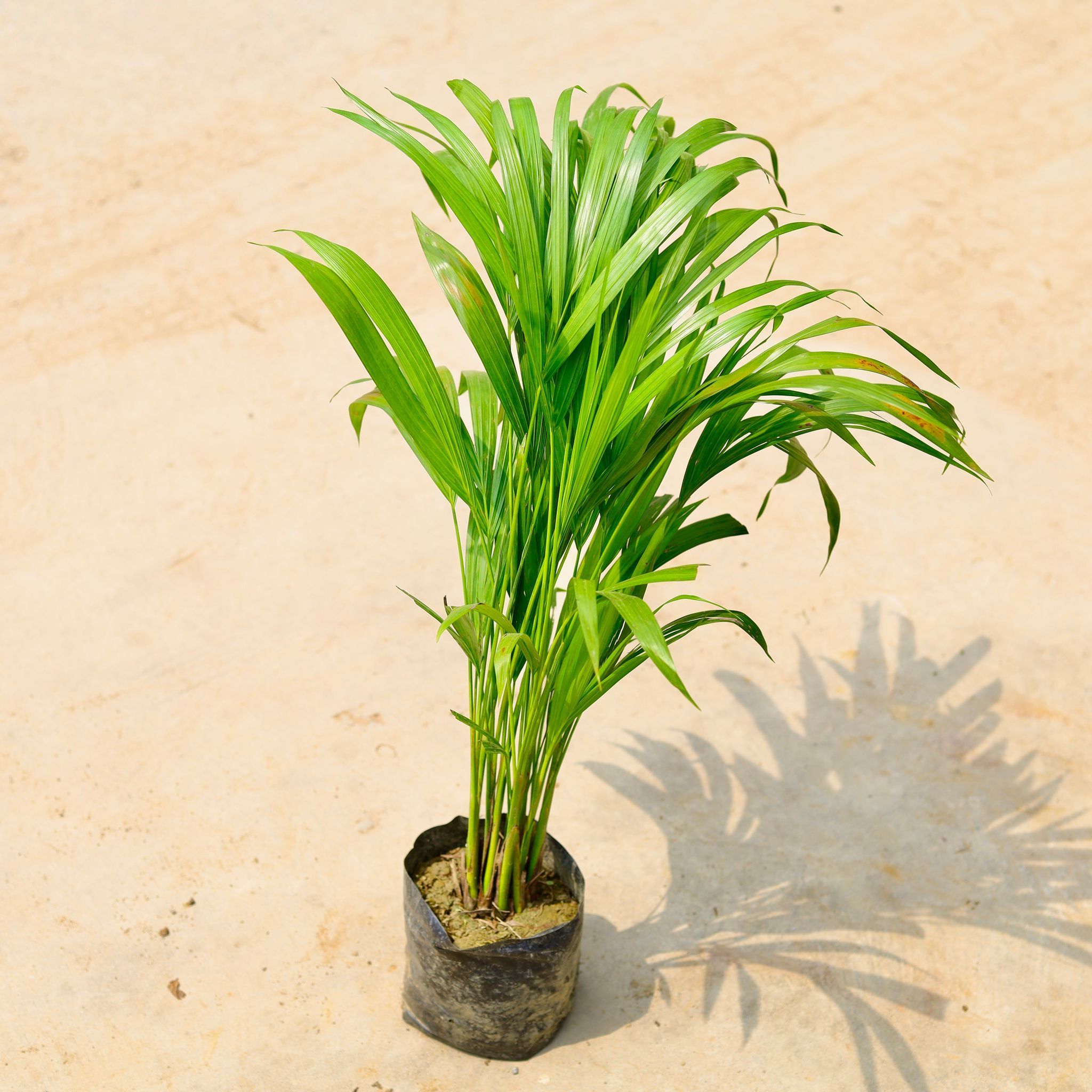 Areca Palm (~ 3 ft) in 6 Inch Nursery Bag