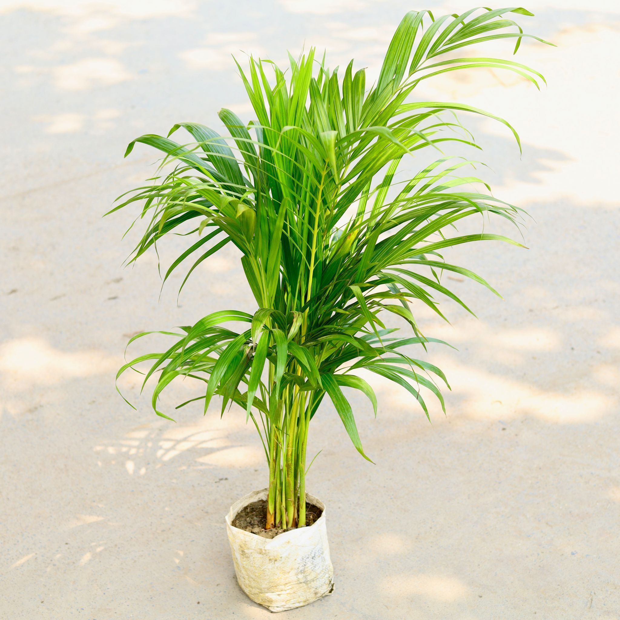 Areca Palm (~ 3 ft) in 6 Inch Nursery Bag