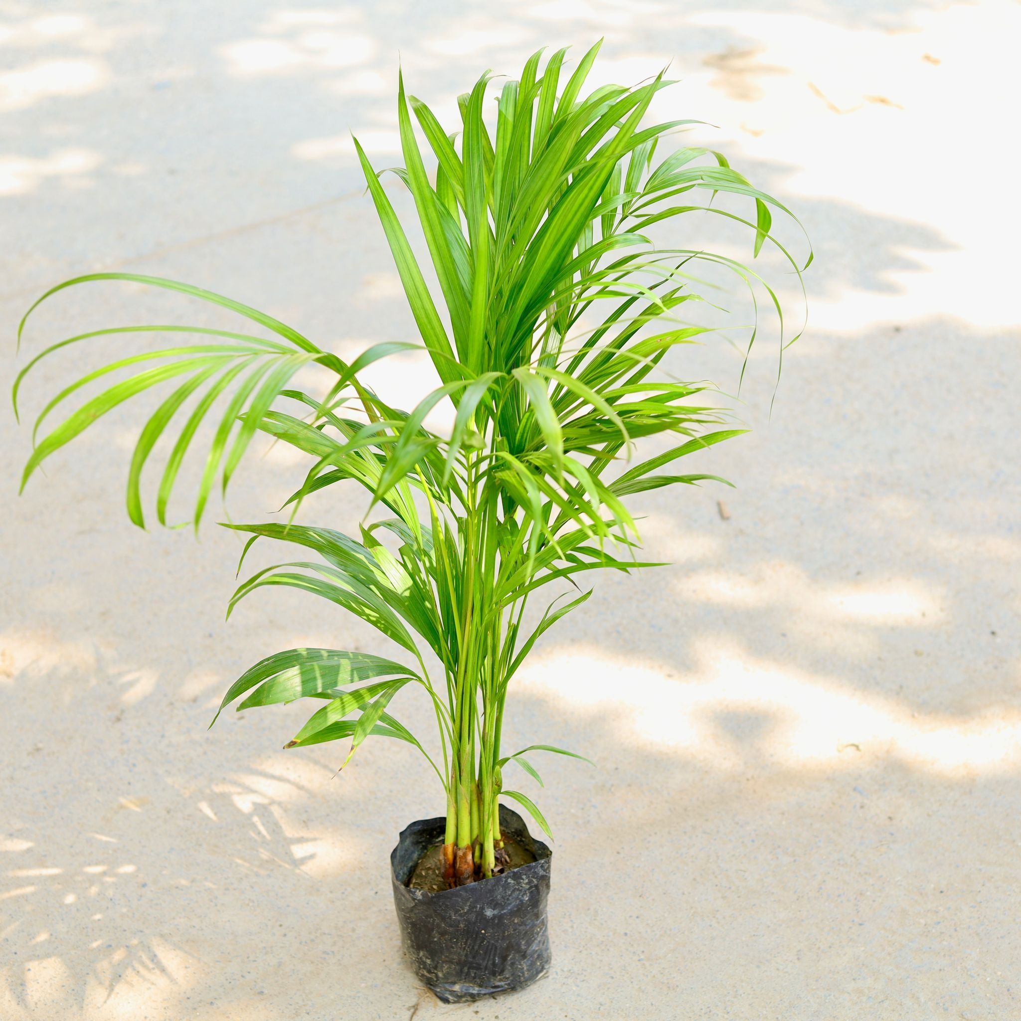 Areca Palm (~ 3 ft) in 5 Inch Nursery Bag
