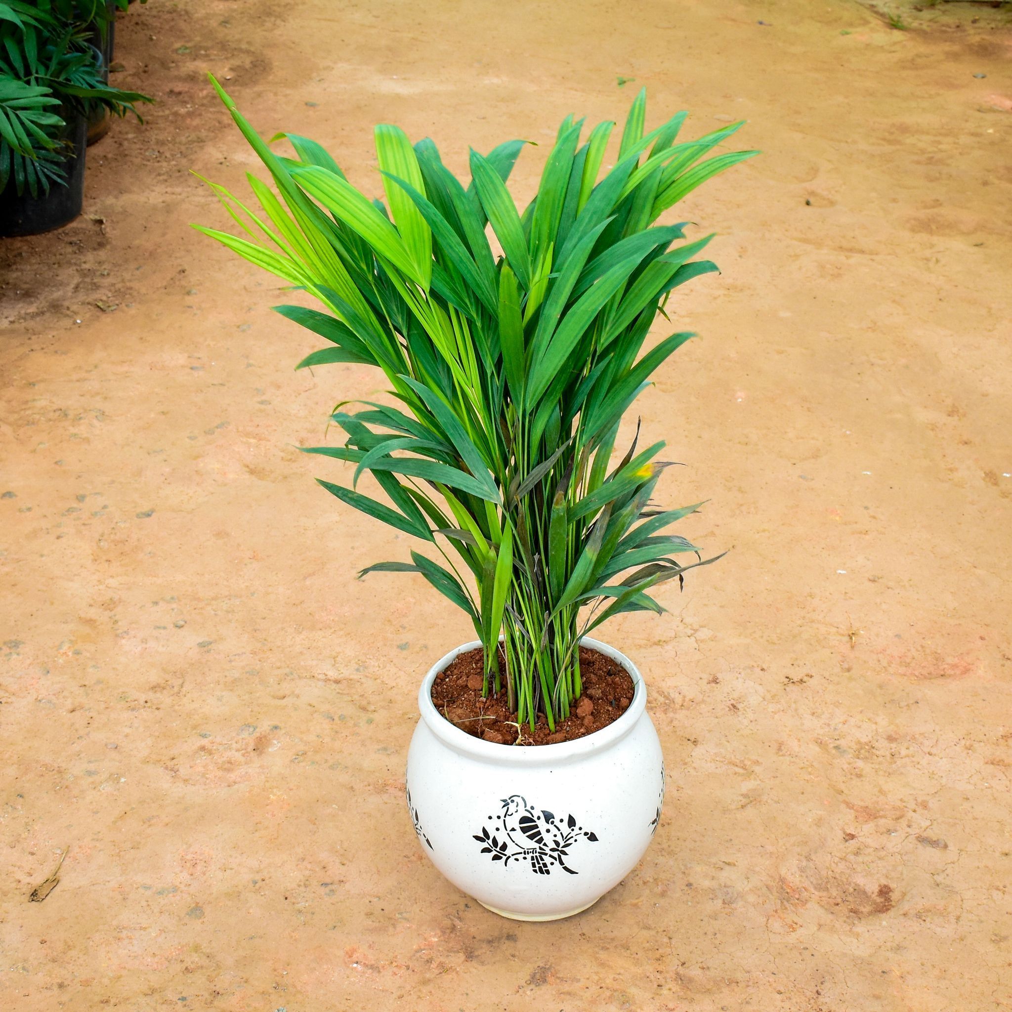 Areca Palm (~ 1 Ft) in 7 Inch Matki Designer Ceramic Pot (Any Colour & Design)