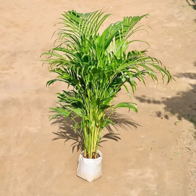 Areca Palm (~ 3 ft) in 6 Inch Nursery Bag