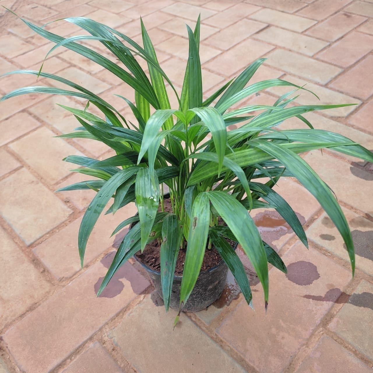 Small Areca Palm (~ 1 Ft) in 5 Inch Nursery Pot