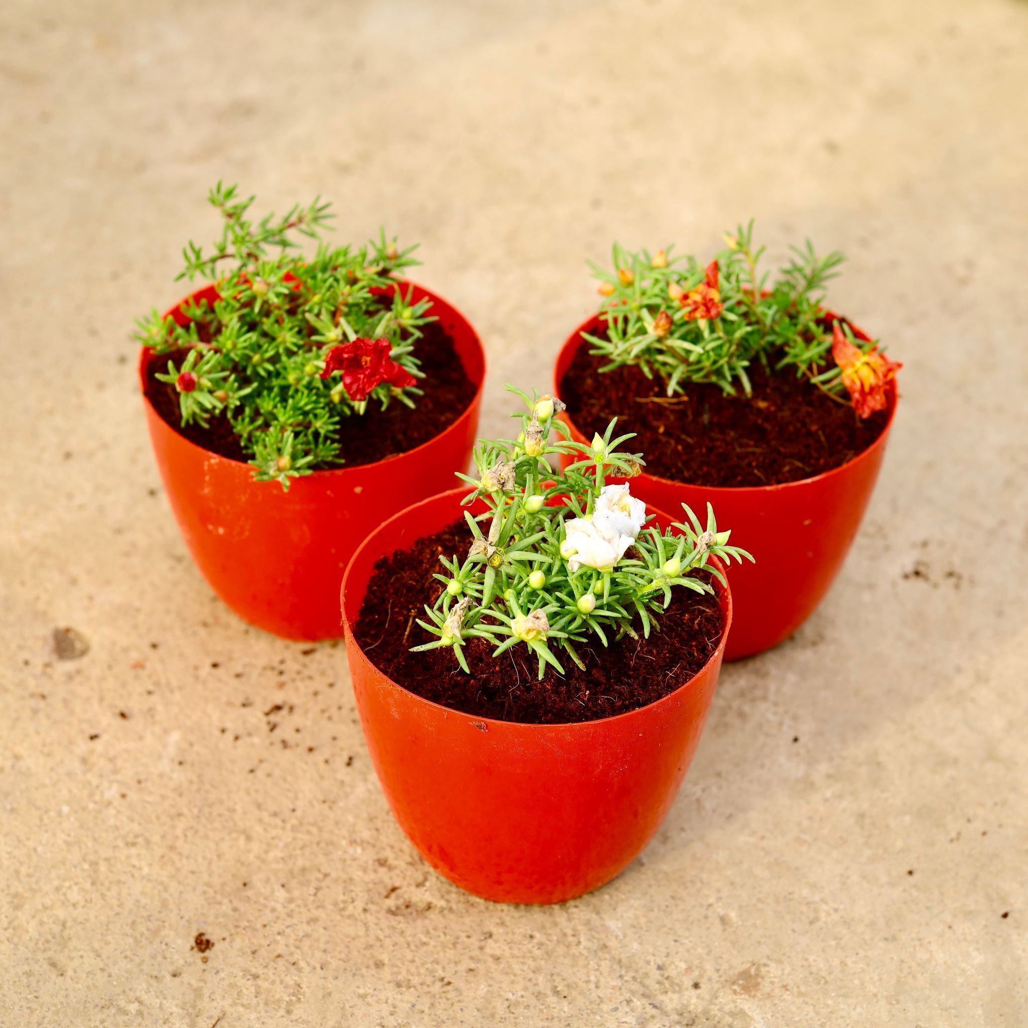 Set of 3 - Portulaca Moss Rose (Red, Orange & White) in 6 Inch Red Premium Orchid Round Plastic Pot