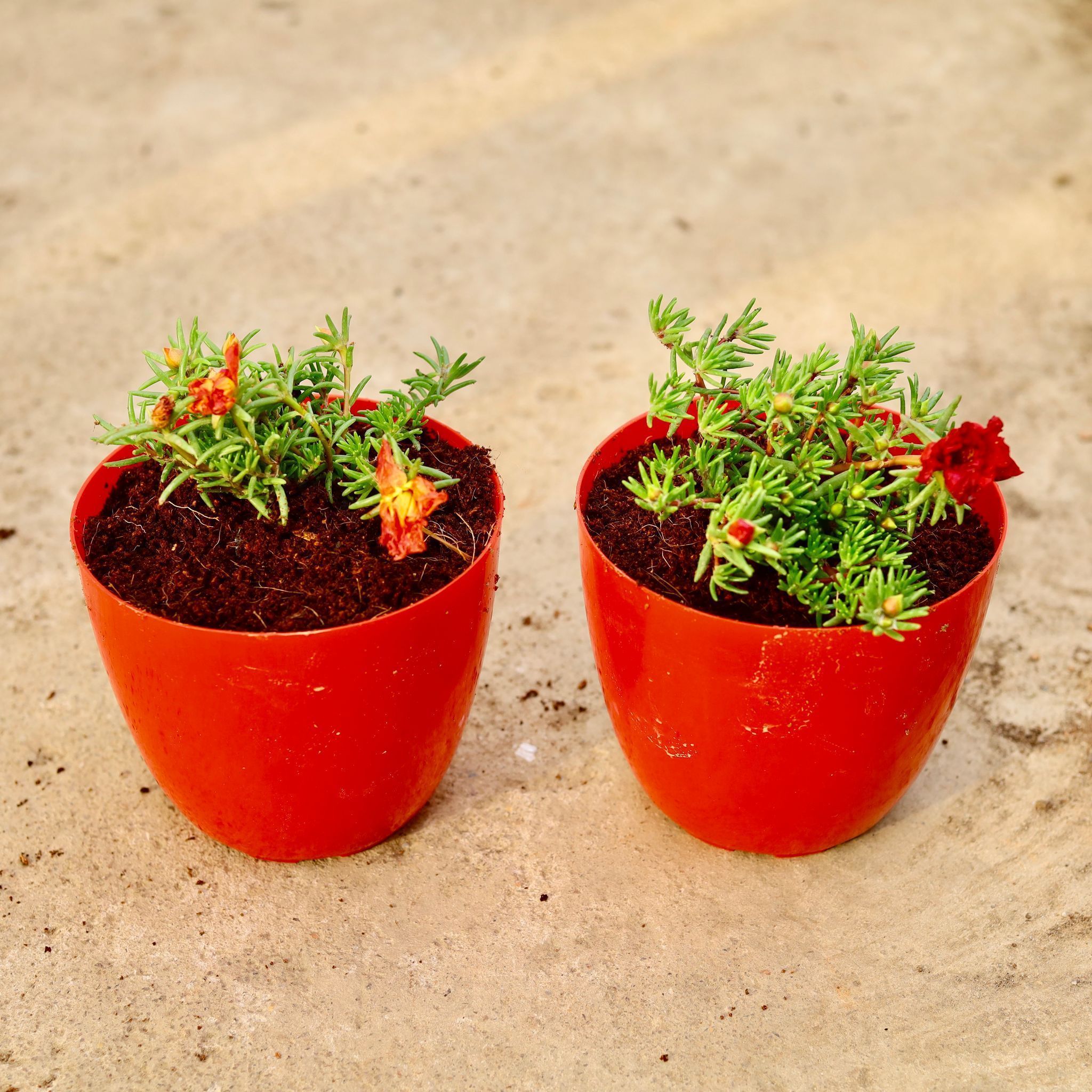 Set of 2 - Portulaca Moss Rose (Red & Orange) in 6 Inch Red Premium Orchid Round Plastic Pot