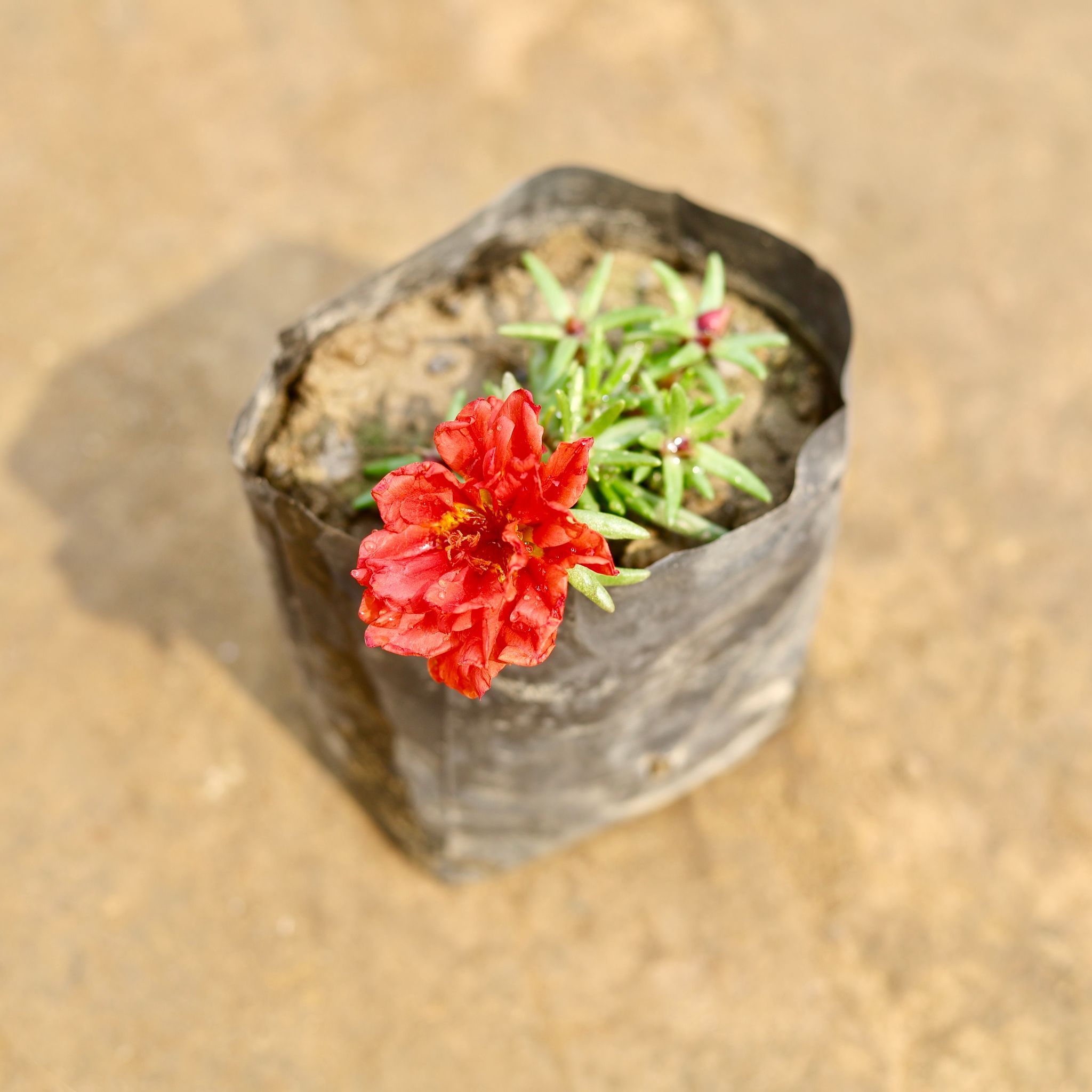 Portulaca Moss Rose (Any colour) in 4 Inch Nursery bag