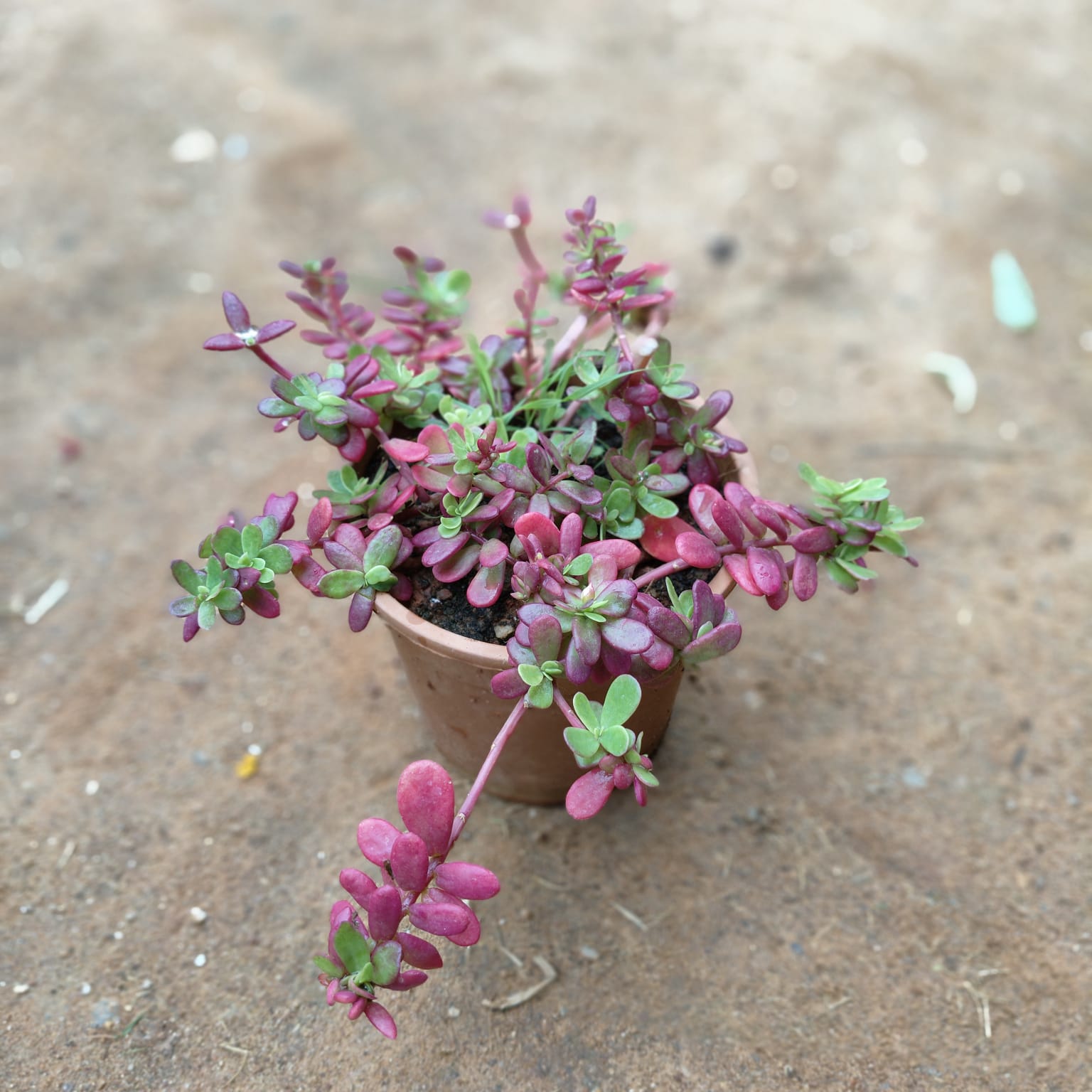 Portulaca Moss Rose (any colour) in 4 Inch Nursery Pot