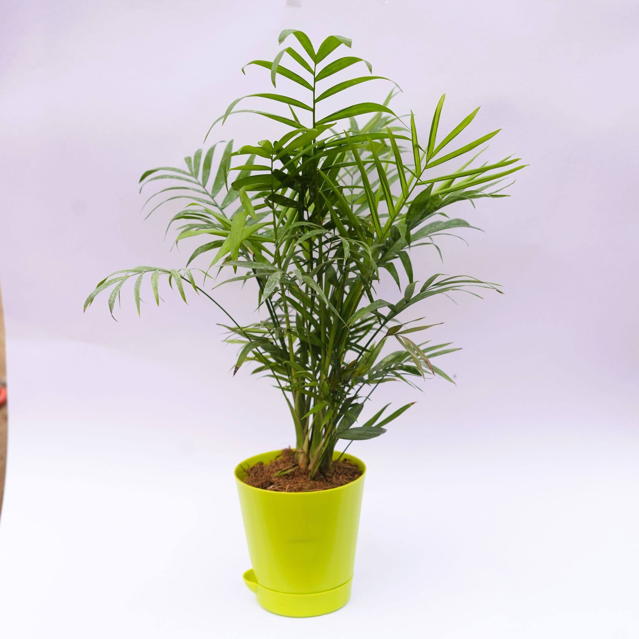 Areca Palm Dwarf in 4 Inch Green Florence Self Watering Pot