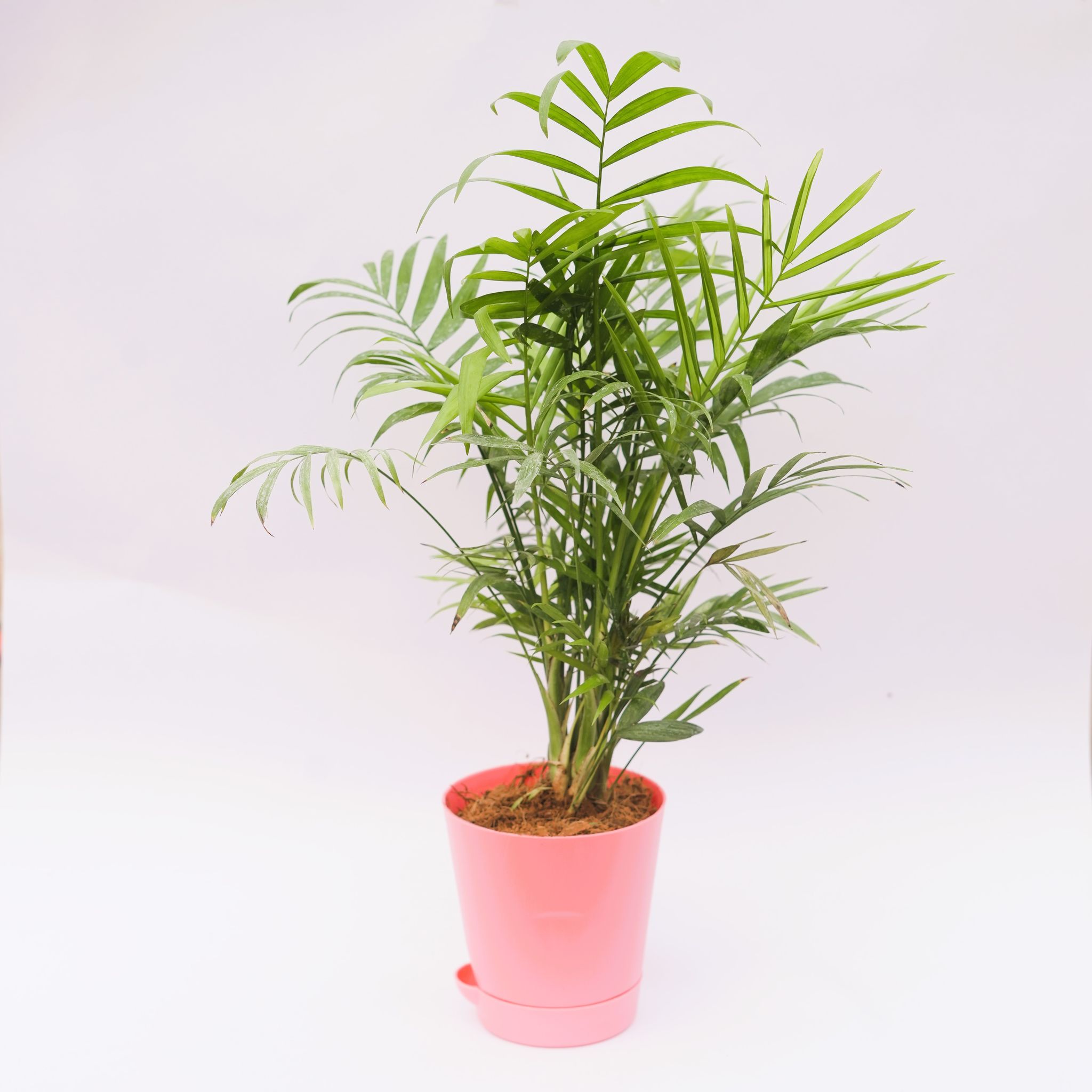 Areca Palm Dwarf in 4 Inch Pink Florence Self Watering Pot