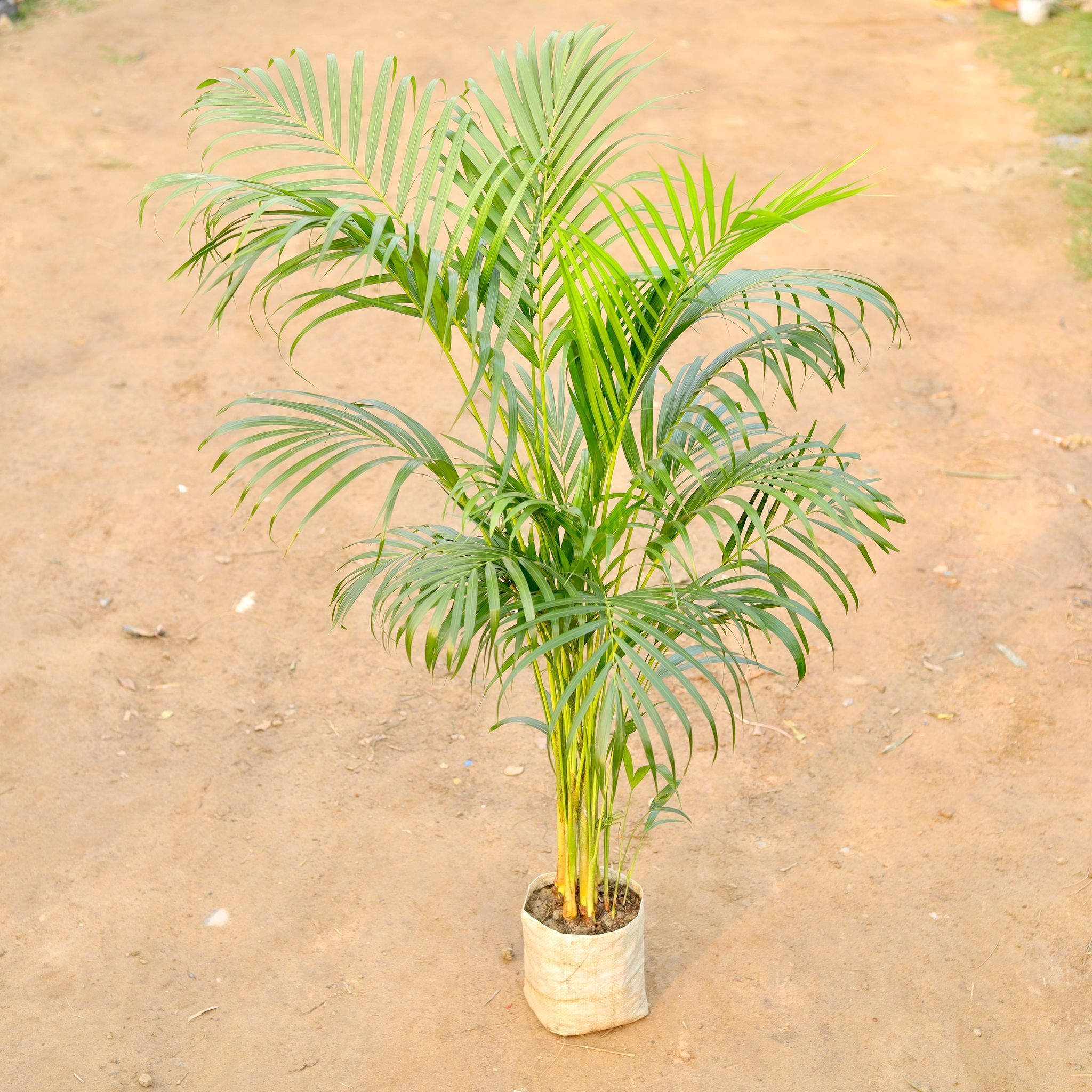 Areca Palm (~ 4 ft) in 8 Inch Nursery Bag